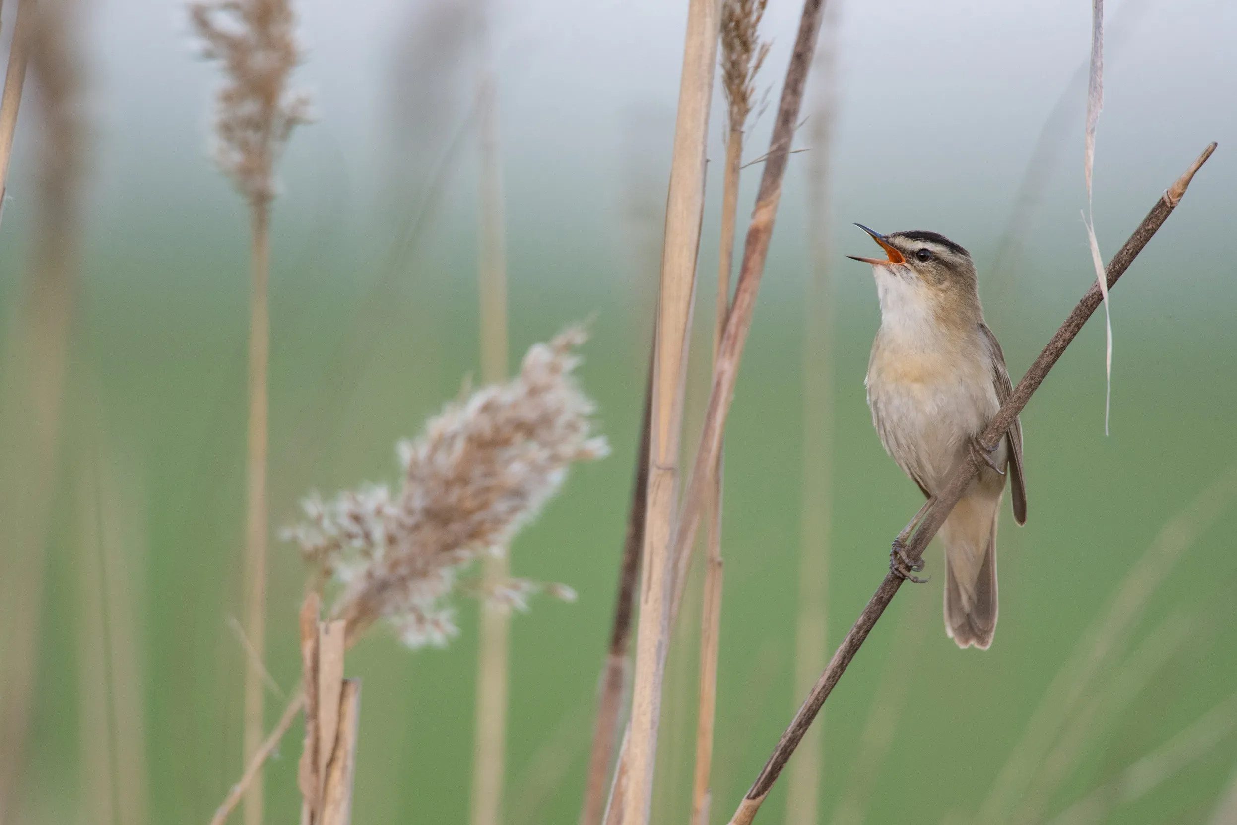 A lone Sedge Warbler perched on a reed singing.